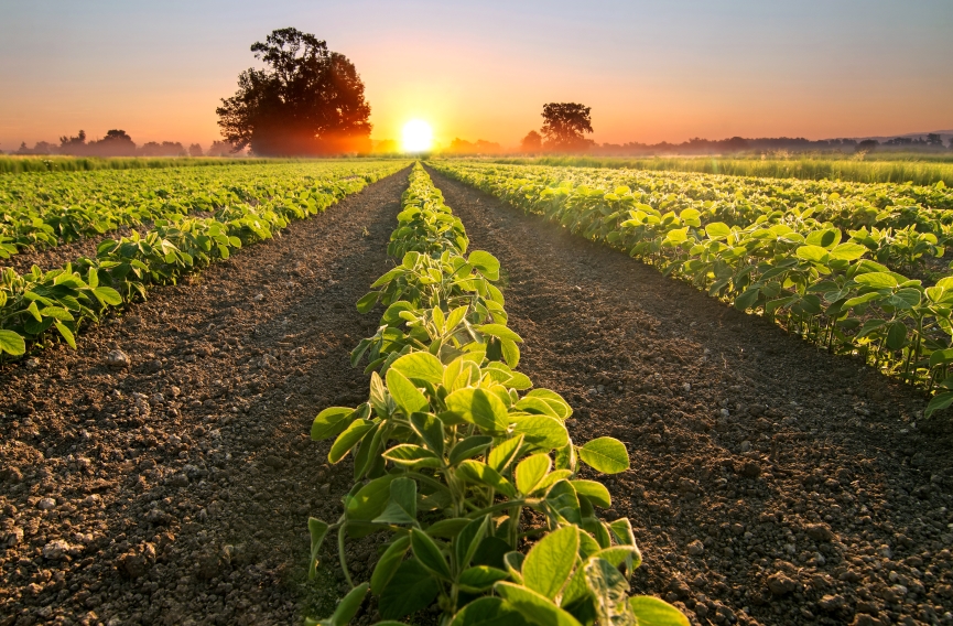 Success Story : Syngenta
